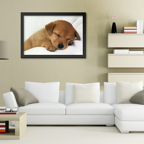 Quadros com Fotos - Cachorro Filhote